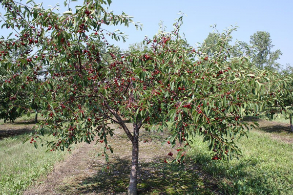 Изучаем описание сорта Чудо-вишня и выбираем дерево для своего участка